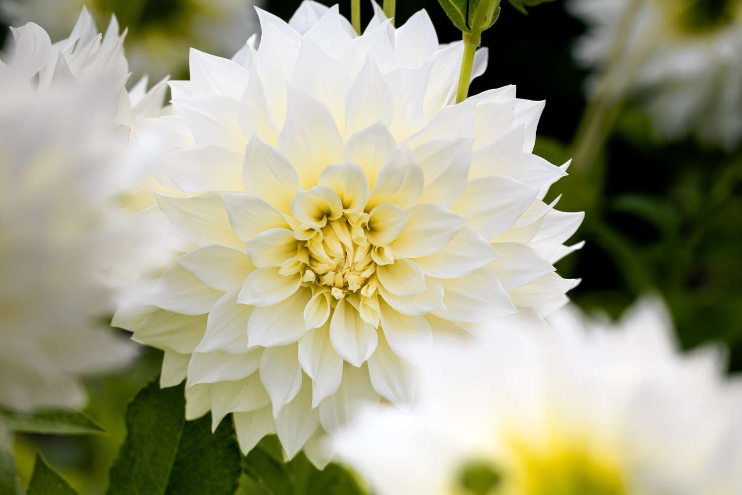 Dahlie 'Café au Lait Suprême'